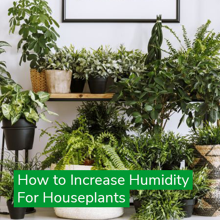 Humidity and Houseplants