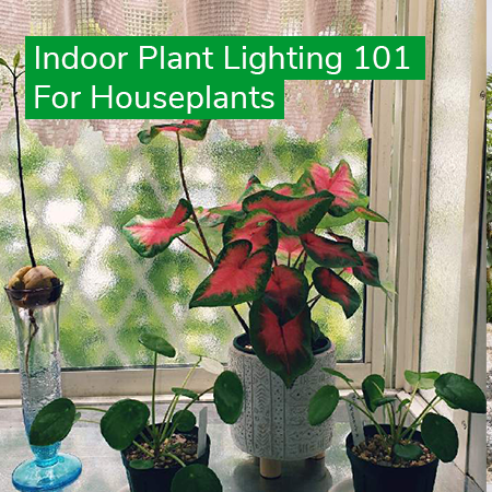 Indoor Plant Lighting 101 For Healthy Plants